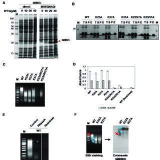 Expression And Purification Of Wild Type And Mutant Hrid In E Coli And