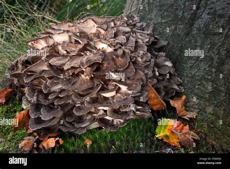 Hen Of The Woods Rams Head Sheeps Head Grifola Frondosa