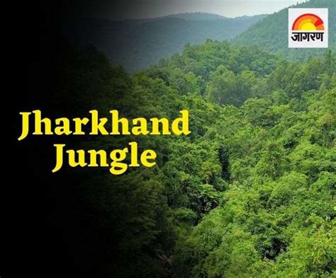 Jharkhand Jungle शुद्ध पर्यावरण ही नहीं रोजी रोजगार भी देंगे झारखंड