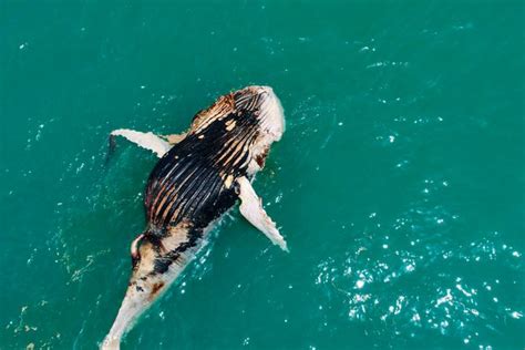 Rare Sighting Of Shark And Crocodile Feeding On Dead Humpback Whale