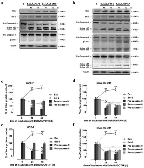 Apoptotic Regulatory Proteins In Mcf 7 And Mda Mb 231 Cells Western Download Scientific