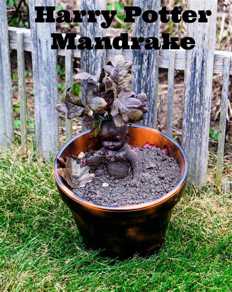 Harry Potter Mandrake