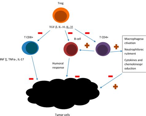 A Schematic Model Showing Lymphocytes Involvement In Tumor