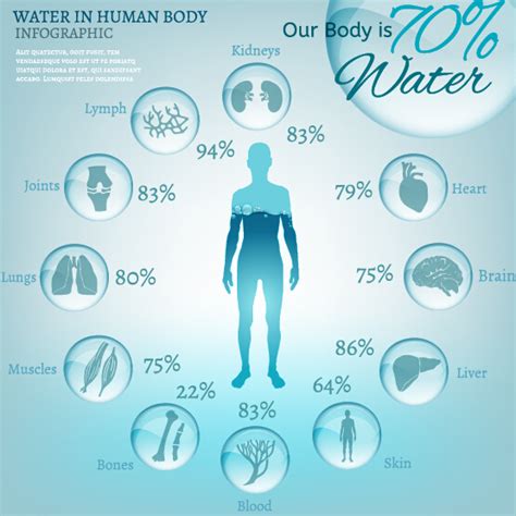 Water In Human Body Infographic Vector 01 Vector Business Free Download