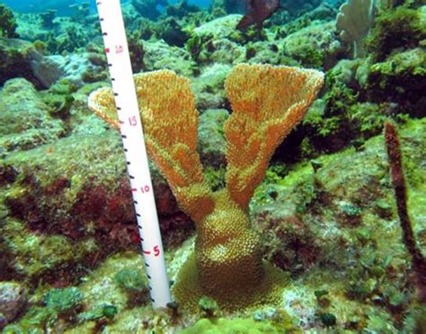 Cultivo De Coral En Puerto Morelos Instituto Nacional De Pesca