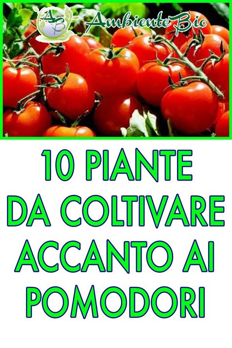 Nella Cura E Scelta Delle Piante Da Coltivare Nel Nostro Orto Fai Da