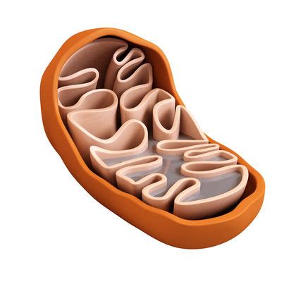 History of Biology: Cell Theory and Cell Structure - Biology ...