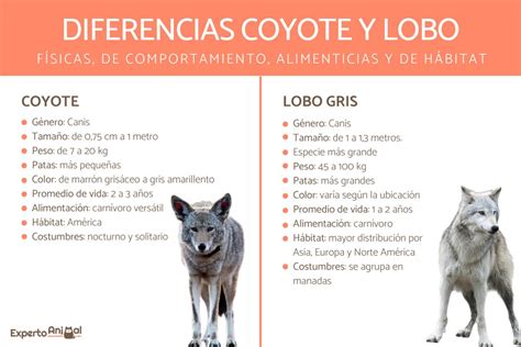 Arriba 63 Images Coyote Y Lobo Looney Tunes Viaterra Mx