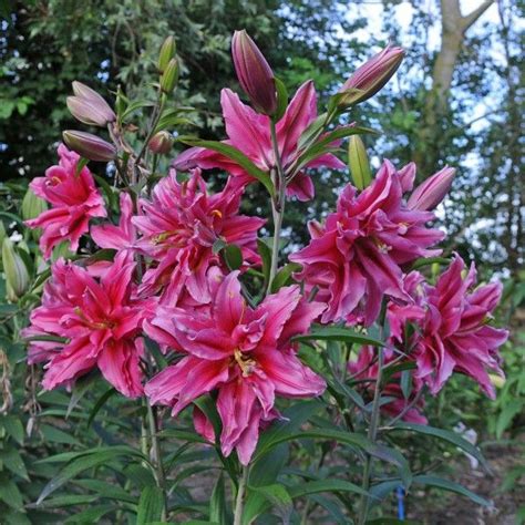 Lilium Roselily Elena Pflanzen Lilien Taglilie