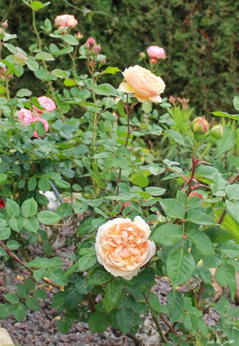 Cómo Plantar Rosas Y Cultivarlas Para Que Den Muchas Flores 2022