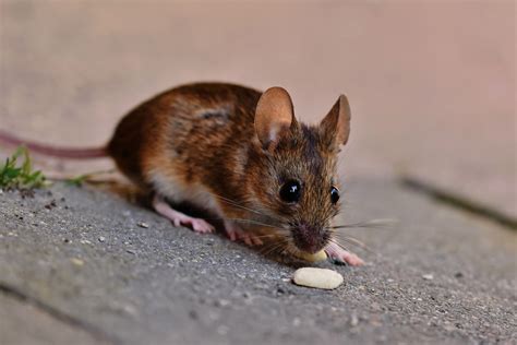 Ternyata Cukup Pakai Ini Tikus Pergi Selamanya Javanusa