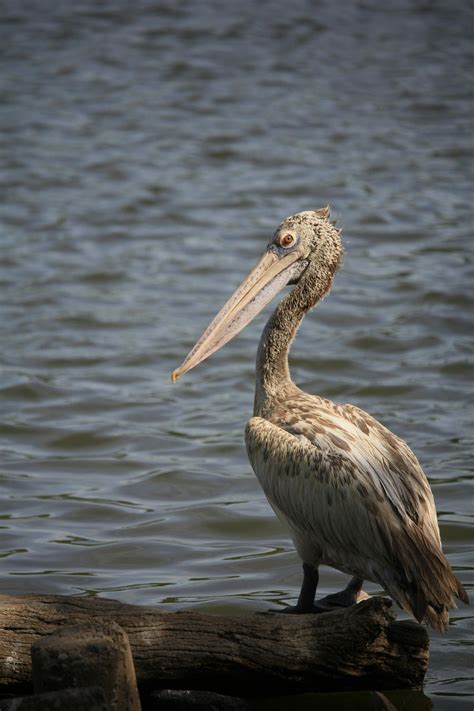 Bird Migration Photos, Download The BEST Free Bird Migration Stock ...