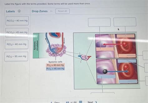 Solved Label The Figure With The Terms Provided Some Terms Chegg