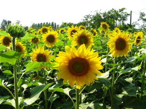 La siembra de girasol cubre 15 de las 2 millones de hectáreas