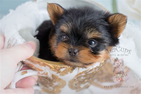 Teacup Yorkie Puppies | Teacups, Puppies & Boutique