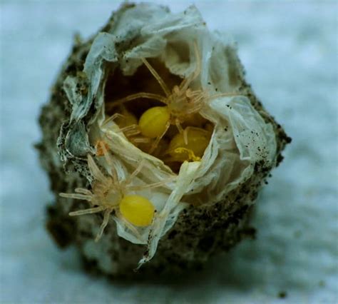 Heterothele Gabonensis Egg Sac Tarantulas