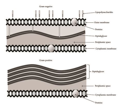 Structural differences between Gram-negative bacteria (E. coli) and ...