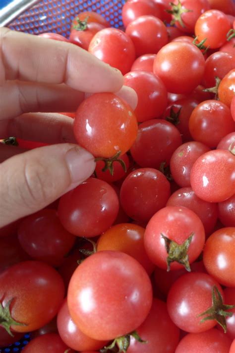 Tomate Garden Pearl OP SEMENCES Le Potager Ornemental De Catherine