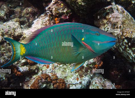 Stoplight Parrotfish Sparisoma Viride Bonaire Netherlands Antilles