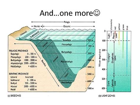 Aquatic Habitats Approx Of Earths Surface Is