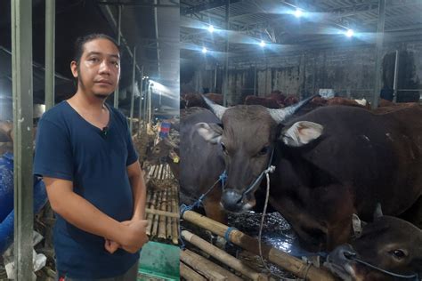 Pilih Sapi Bali Untuk Kurban Idul Adha Kenali Dulu Bedanya Dengan