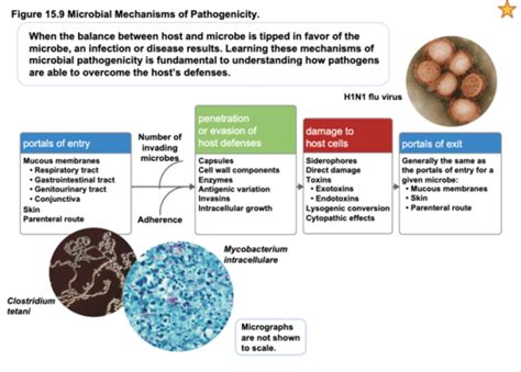 Ch Microbial Pathogenesis Part Flashcards Quizlet