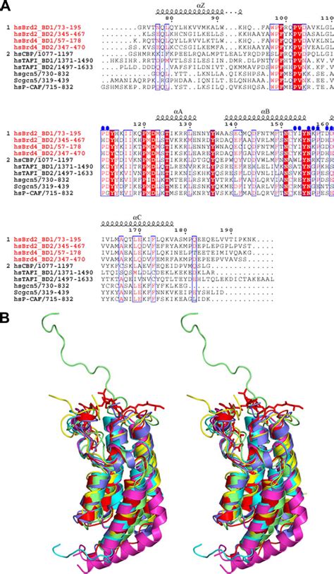 Structural Basis For Acetylated Histone H Recognition By The Human