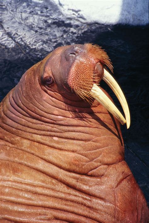 Walrus Description Size Habitat Diet And Facts Britannica