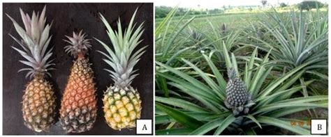 Sample Of The Phenotypic Variation Coloring Shape Size And Growth