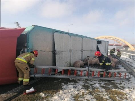 Przewróciła się ciężarówka przewożąca świnie Autostrada A1 jest