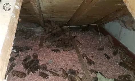 Mice Removal In Toronto Pestong Pest Control