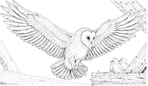 Букля сова раскраска (Много фото!) - drawpics.ru