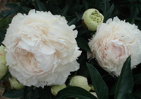 Фото пион 28519 | Огородники