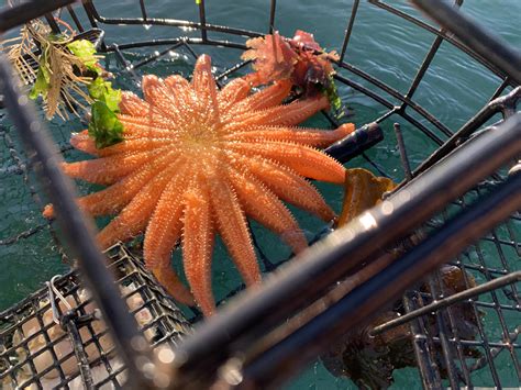 We Caught A Critically Endangered Sunflower Sea Star In Our Crab Trap