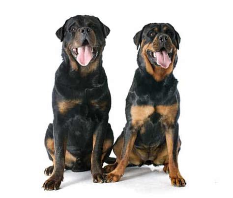 German Rottweiler Vs American Rottweiler Spot The Difference Zooawesome