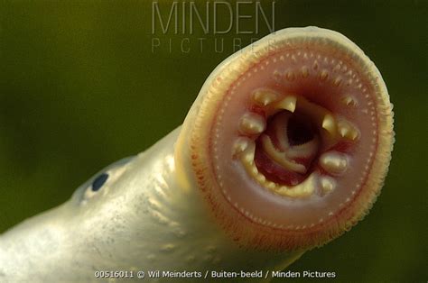 European River Lamprey Stock Photo Minden Pictures