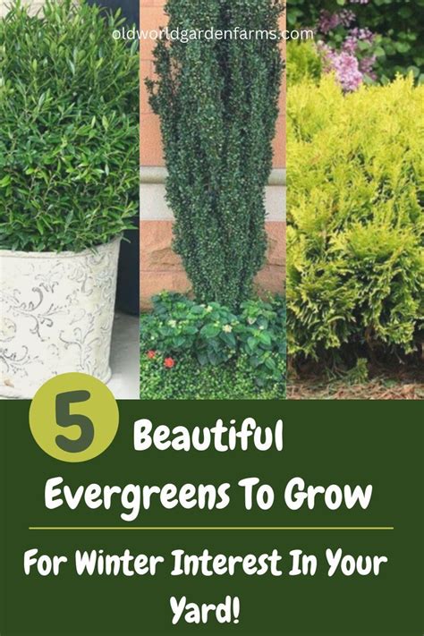 5 Beautiful Evergreens To Grow For Winter Interest In Your Yard