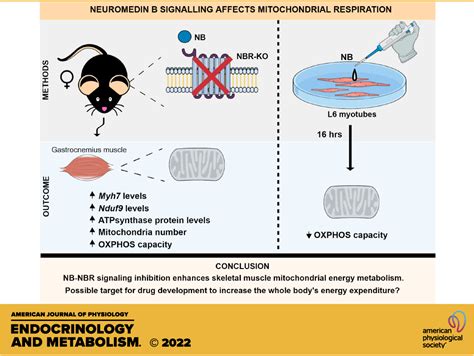 Disruption Of Neuromedin B Receptor Improves Mitochondrial Oxidative