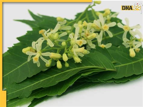 Neem Flower Benefits पत्तियां छाल ही नहीं नीम के फूल भी सेहत के लिए