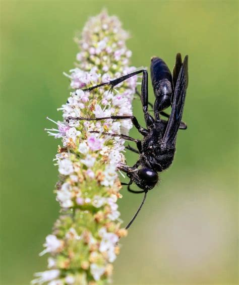 Easy Wasp Identification A Visual Guide To 19 Common Types Of Wasps