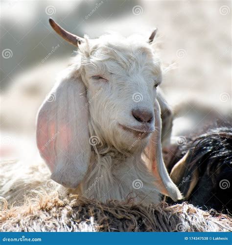 White Kashmir Pashmina Goat from India Stock Photo - Image of goat, nature: 174347538