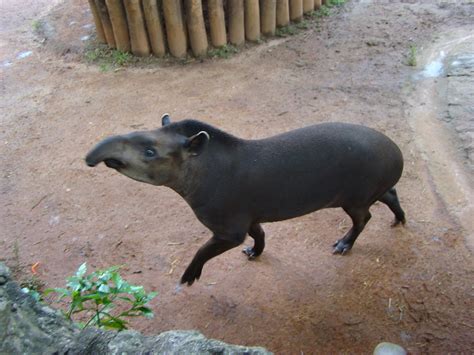 Mamíferos Bioventura Ecoturismo