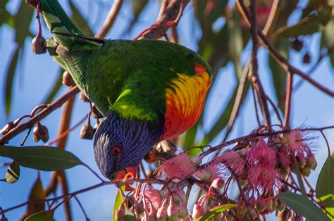 Lorikeet 3 Jofotoe Flickr