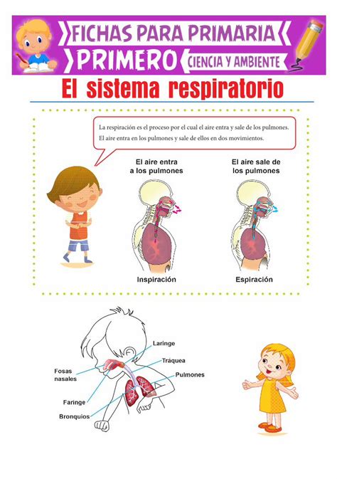 Pdf El Sistema Respiratorio Actividadeseducativas Net Cuidado De