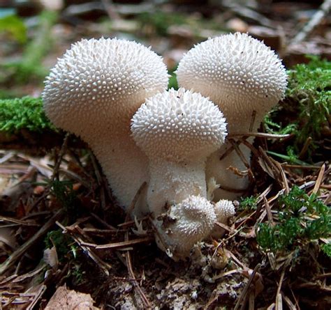 Gasteroid Fungi Wikipedia