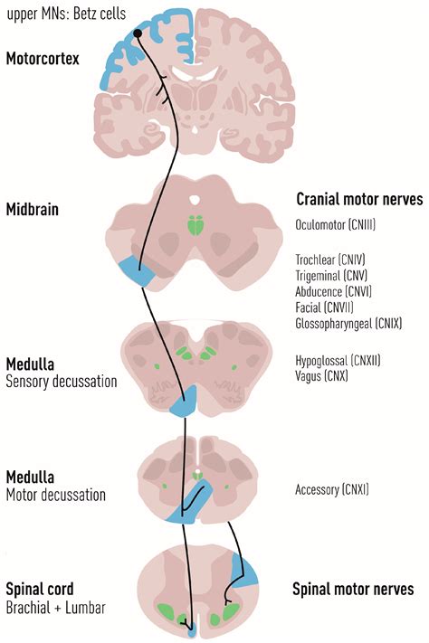 Biology Free Full Text The Cell Autonomous And Non Cell Autonomous