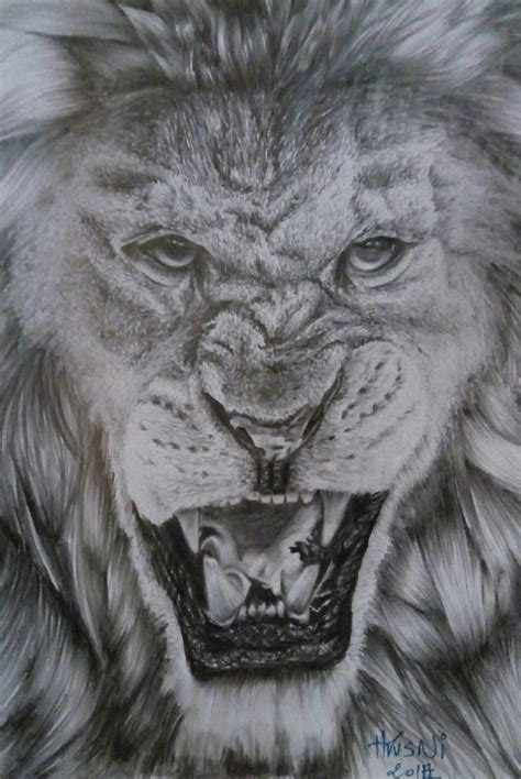 Lion Angry Drawing