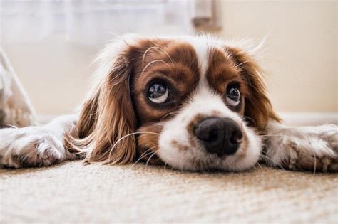 Les vers intestinaux chez le chien symptômes et traitement Les