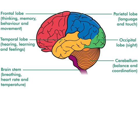 Brain lobes diagram | Healthiack