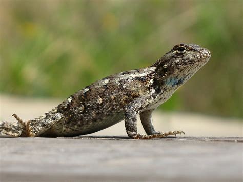 Southern Fence Lizard Sceloporus Undulatus Undulatus Flickr